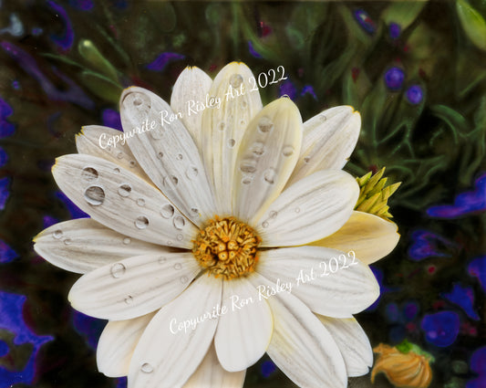 Daisy after the Rain Custom Art Work
