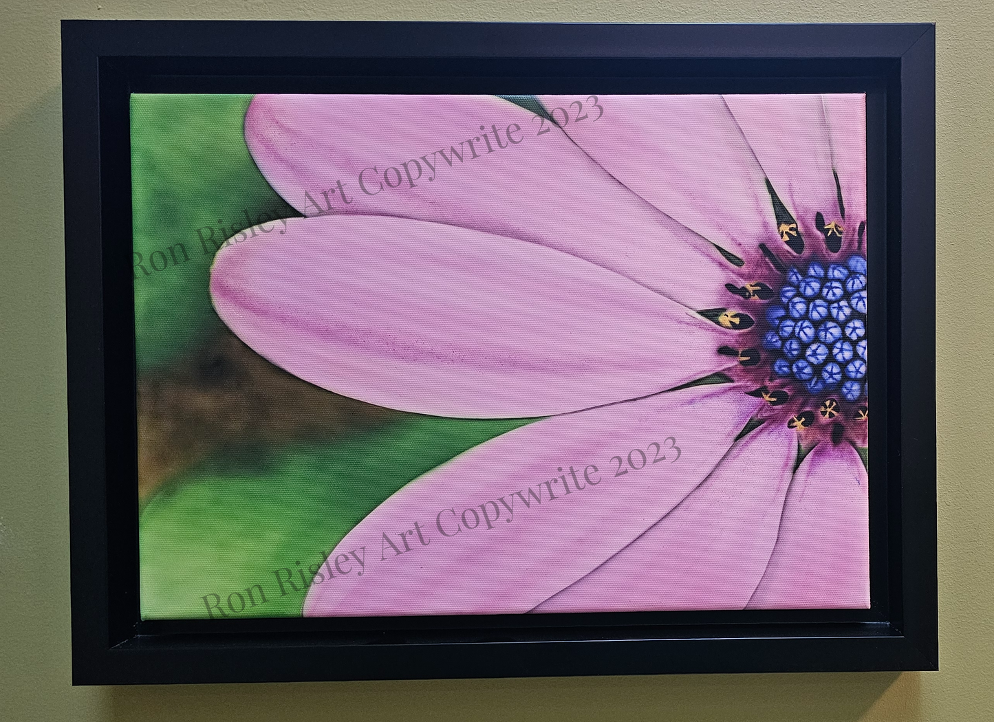 Ron Risley Art Pink Daisy Canvas Print