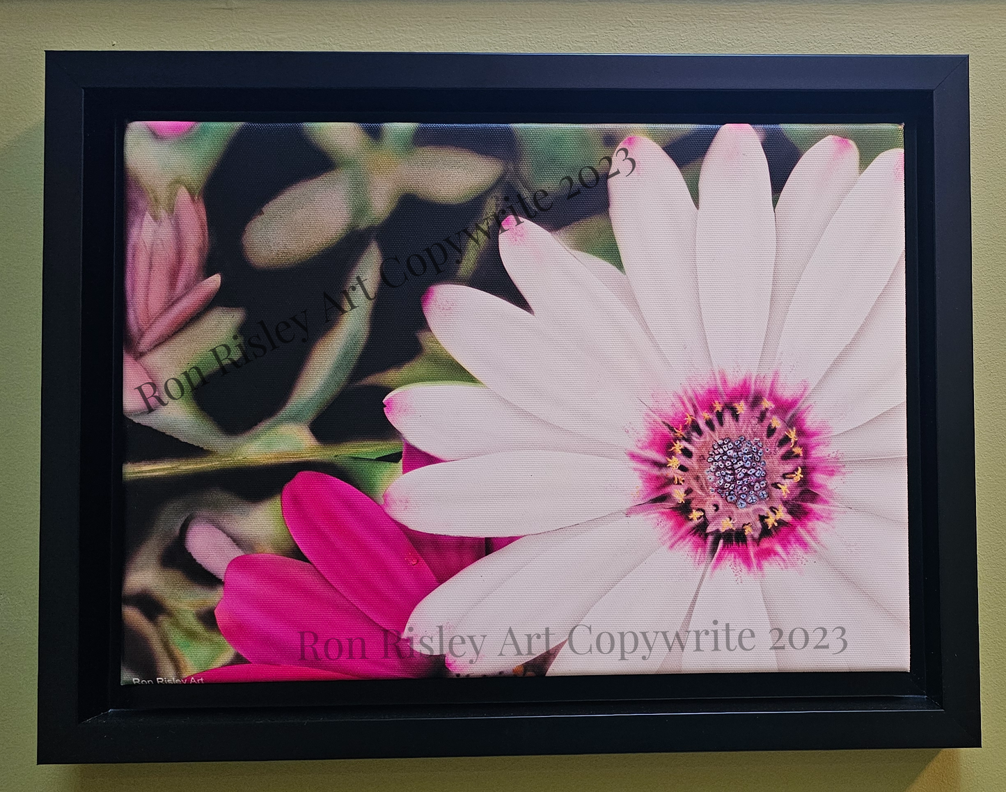 Ron Risley Art White Daisy Canvas Print