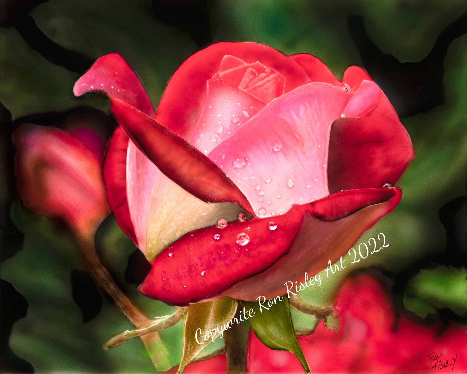 Rose in the Rain Custom Art Work