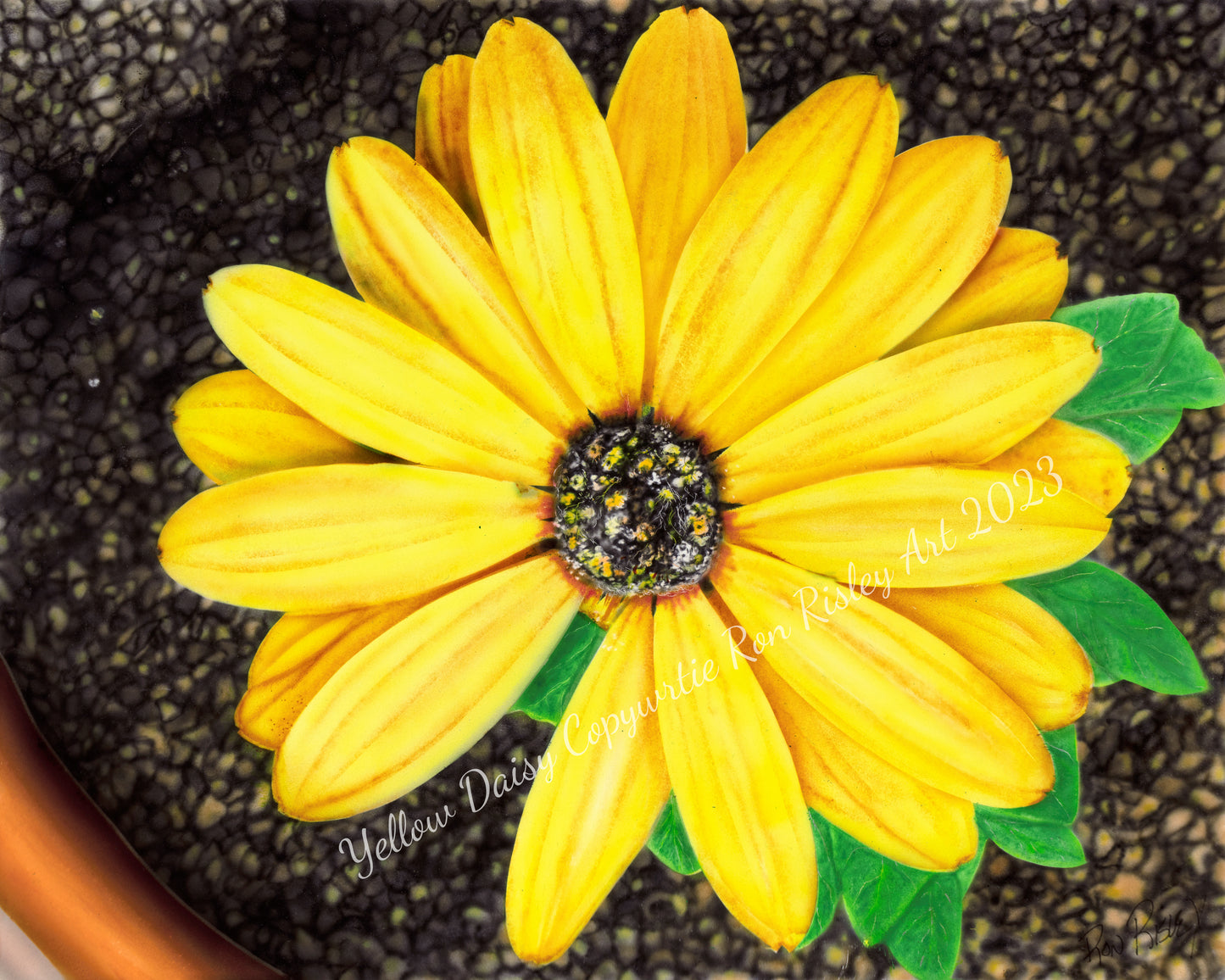 Yellow Daisy in a Flower Pot