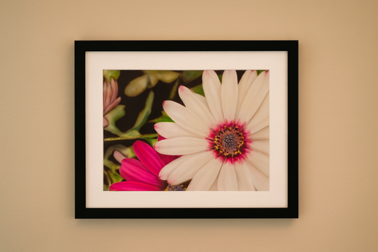 Ron Risley Art - "White Daisy" Print with Frame | B-MABID